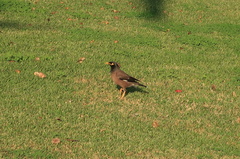 Acridotheres tristis