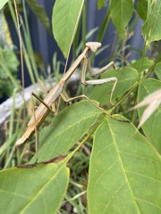Archimantis