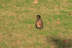 Acridotheres tristis