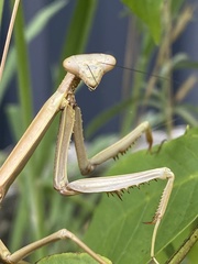 Archimantis