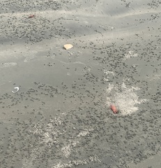 Ocypode gaudichaudii