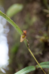 Pleurothallis ensata