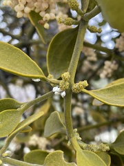 Phoradendron leucarpum