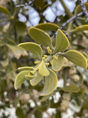 Phoradendron leucarpum