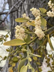 Phoradendron leucarpum