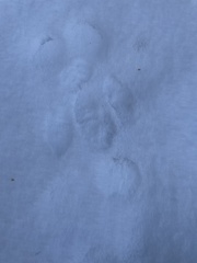 Lepus americanus