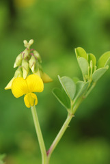Crotalaria pumila