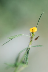 Crotalaria pumila