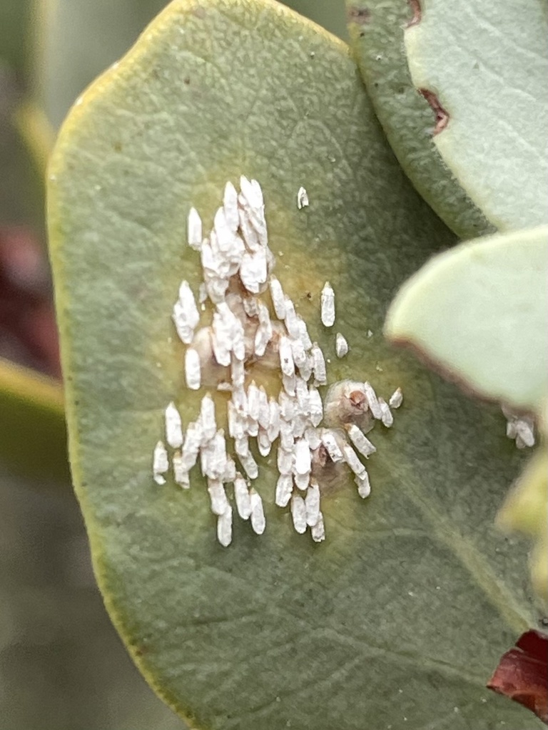manzanita scale