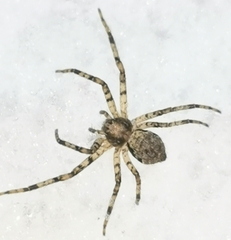 Philodromus margaritatus