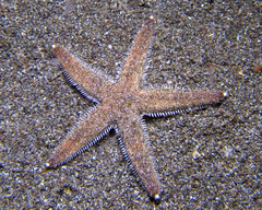 Archaster