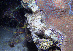 Asteropsis carinifera