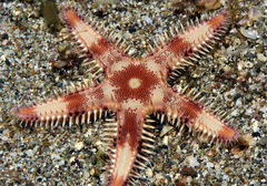 Astropecten andersoni