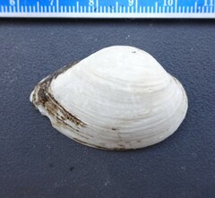 Truncilla donaciformis