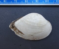 Truncilla donaciformis