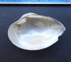 Truncilla donaciformis