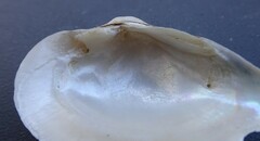 Truncilla donaciformis