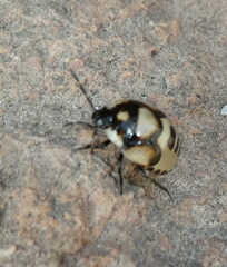 Tritomegas bicolor