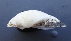 Truncilla donaciformis