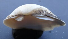 Truncilla donaciformis