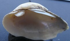 Truncilla donaciformis