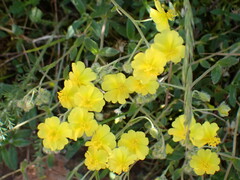 Pseudocistus