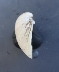 Truncilla donaciformis