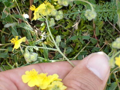 Pseudocistus