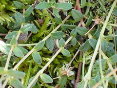Pseudocistus