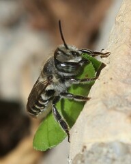 Megachile rotundata