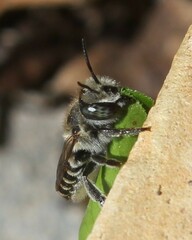 Megachile rotundata