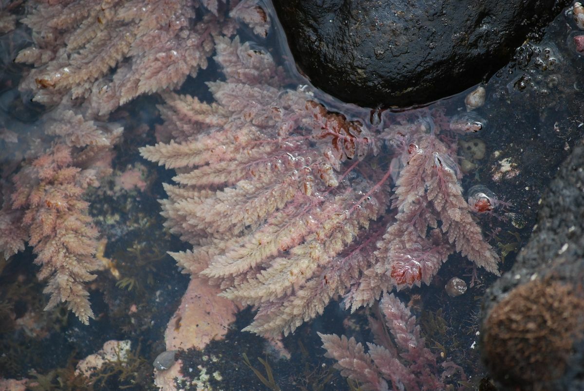 Asparagopsis taxiformis