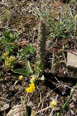 Veronica wyomingensis