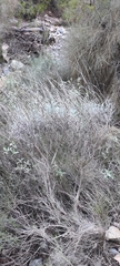 Lavandula lanata