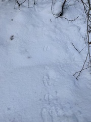 Lepus americanus