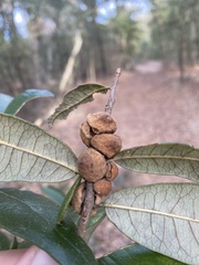 Disholcaspis quercusvirens