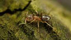 Lasius brunneus