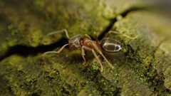Lasius brunneus
