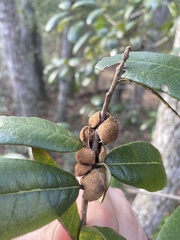 Disholcaspis quercusvirens