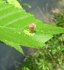 Tetraneura
