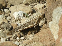 Schistocerca gregaria