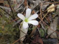 Pinguicula heterophylla