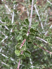 Ceanothus cuneatus