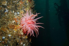 Cribrinopsis fernaldi