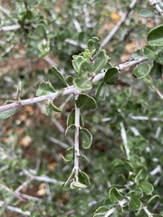 Ceanothus cuneatus