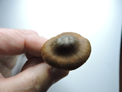 Cortinarius brunneus