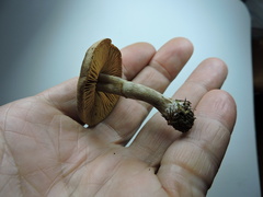 Cortinarius brunneus