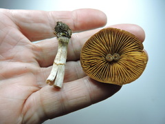 Cortinarius brunneus