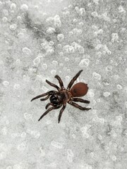 Antrodiaetus unicolor
