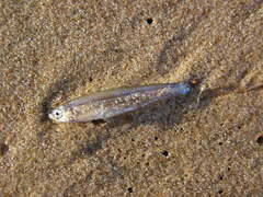 Notropis atherinoides